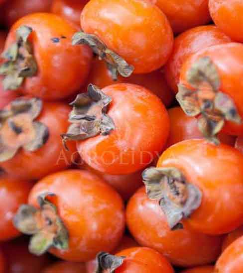 Trabzon Hurması Fidanı 