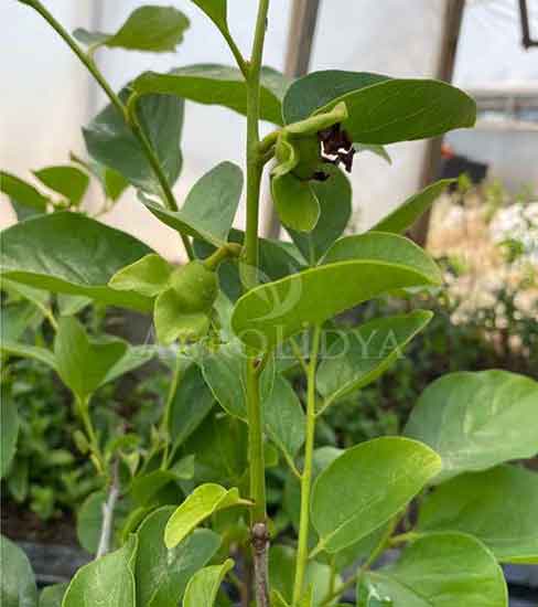 Trabzon Hurması Fidanı 