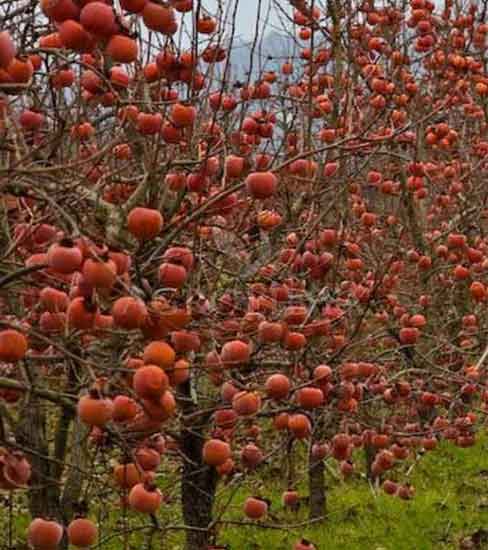 Trabzon Hurması Fidanı 