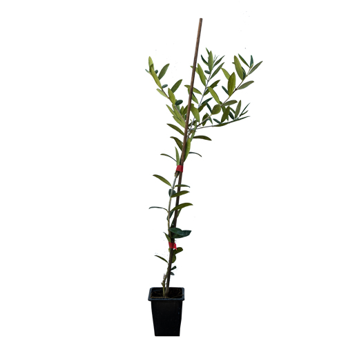 Arbequina Zeytin Fidanı