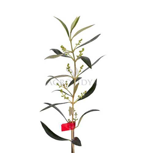 Arbequina Zeytin Fidanı