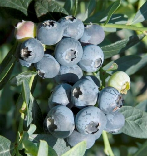 Misty Yaban Mersini (Blueberry) Fidanı